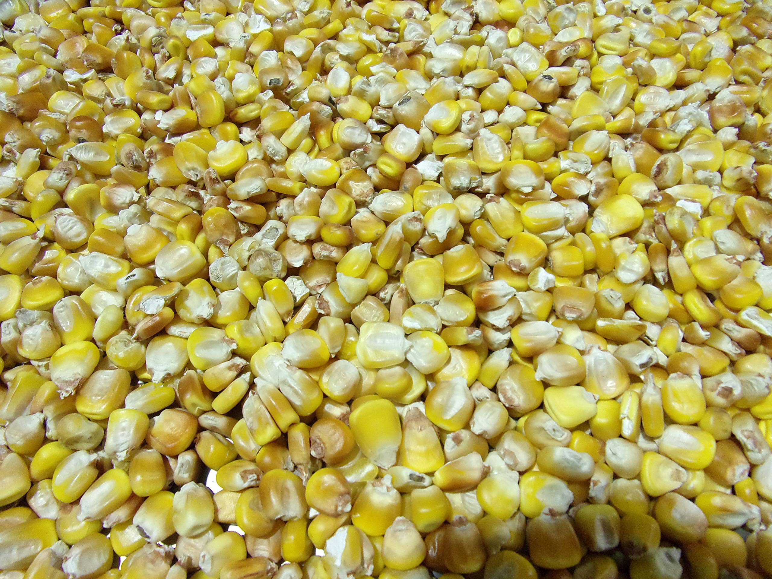 Amazon.com : Henry Moore Yellow Corn | Heirloom Open Pollinated